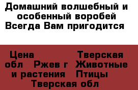 Домашний,волшебный и особенный воробей.Всегда Вам пригодится. › Цена ­ 10 000 - Тверская обл., Ржев г. Животные и растения » Птицы   . Тверская обл.